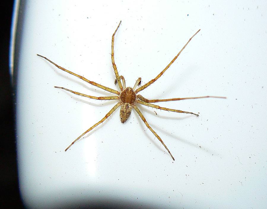 Philodromus sp. - Goriska Brda / Collio (GO, Slovenia)